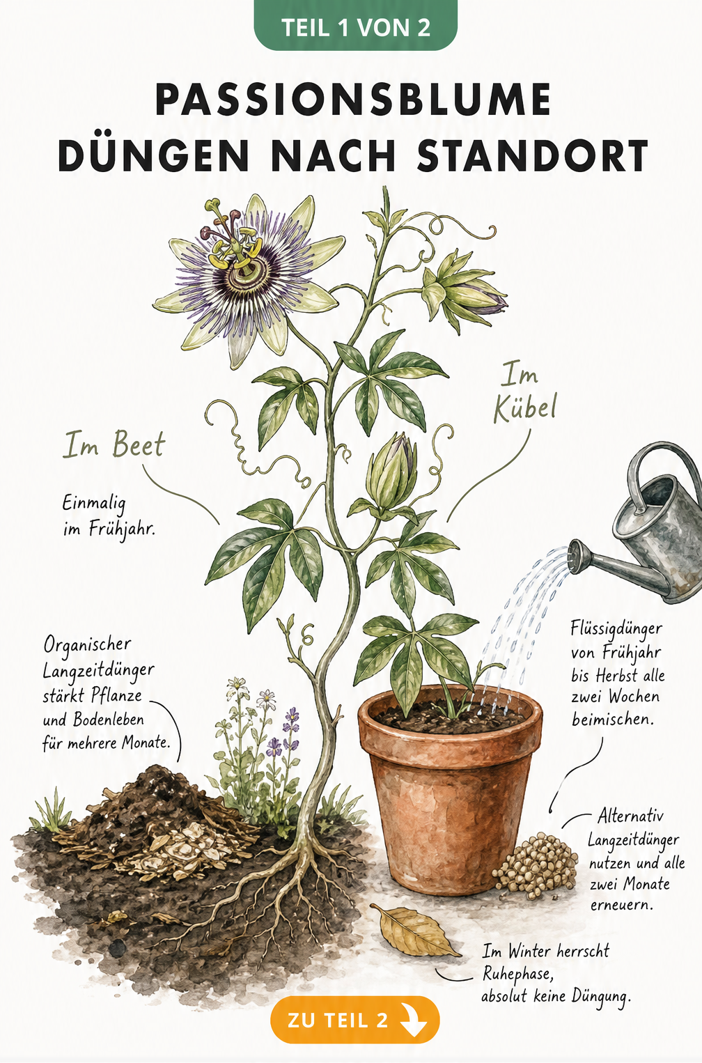 Illustration einer Passionsblume, die die unterschiedliche Düngung im Gartenbeet mit Kompost und im Kübel mit Flüssigdünger zeigt.