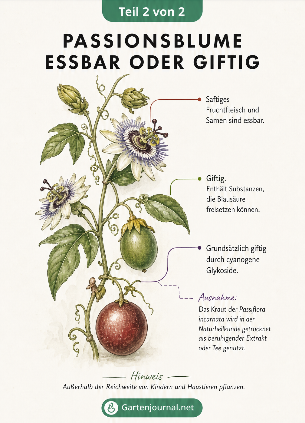 Illustration einer Passionsblumen-Ranke, die essbare Früchte und giftige Blätter sowie unreife Früchte zeigt