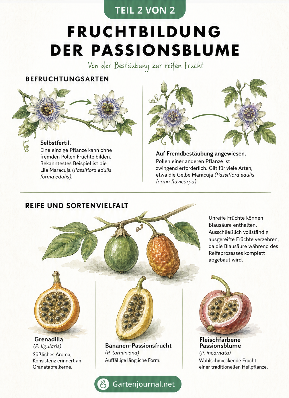 Botanische Lehrtafel zur Fruchtbildung der Passionsblume, die Selbst- und Fremdbestäubung sowie verschiedene essbare Sorten zeigt.