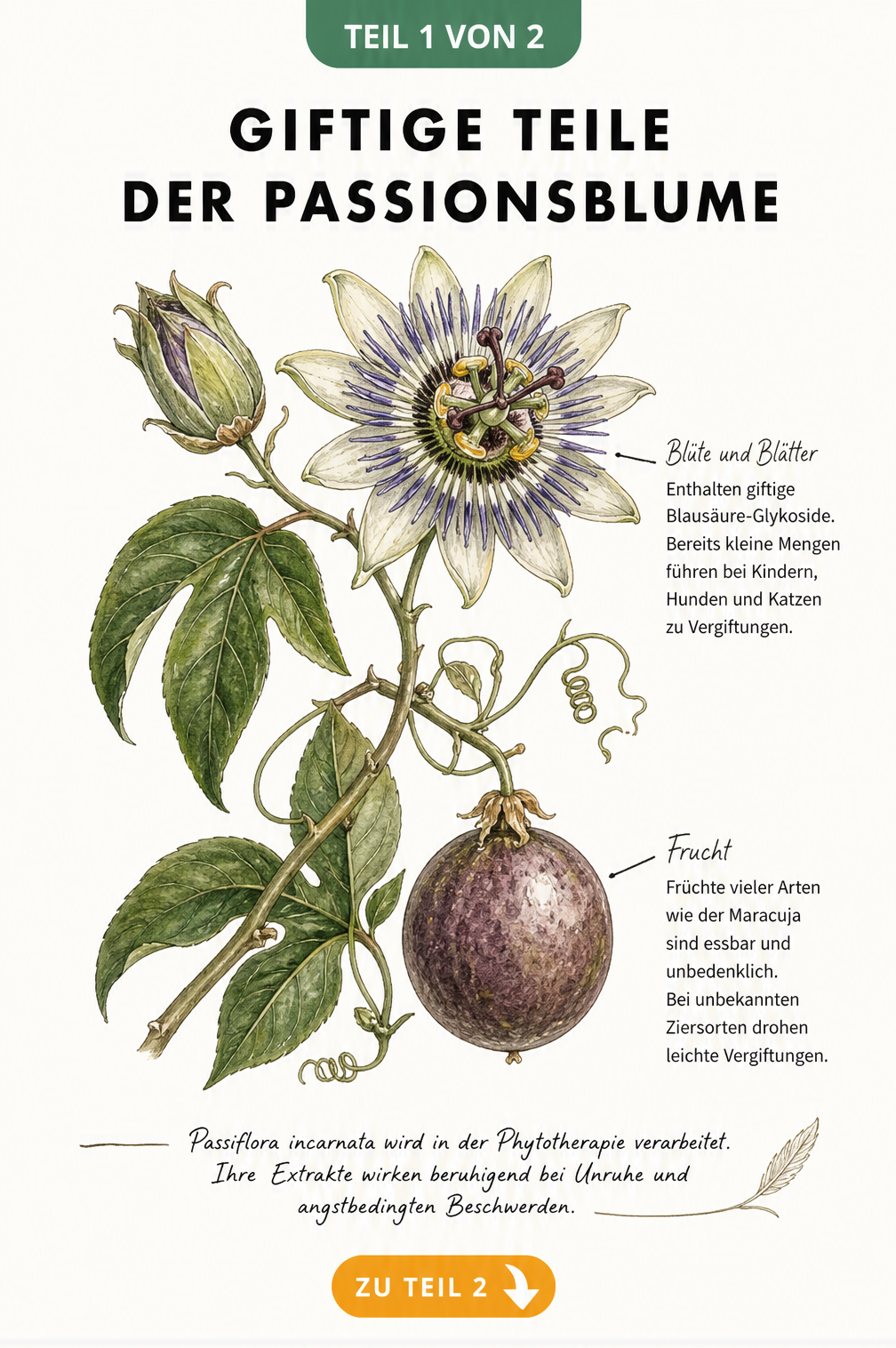 Botanische Illustration einer Passionsblume mit Blüte, Blättern und Frucht sowie Hinweisen zu giftigen Blausäure-Glykosiden.