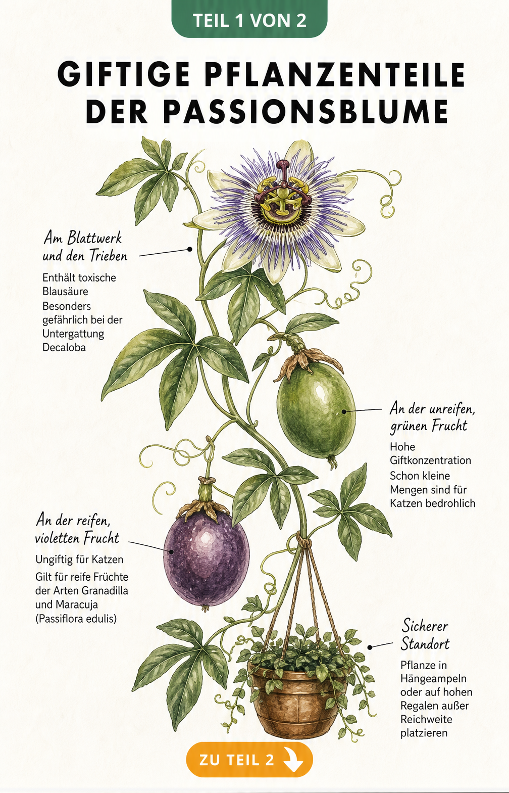 Botanische Illustration einer Passionsblume mit Hinweisen zu giftigen Pflanzenteilen für Katzen