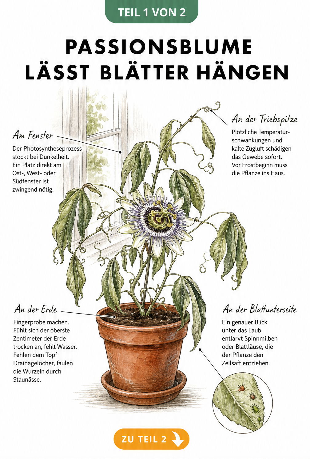 Botanische Illustration einer Passionsblume im Terrakotta-Topf mit hängenden Blättern und Hinweisen zu Erde, Licht, Temperatur und Schädlingen