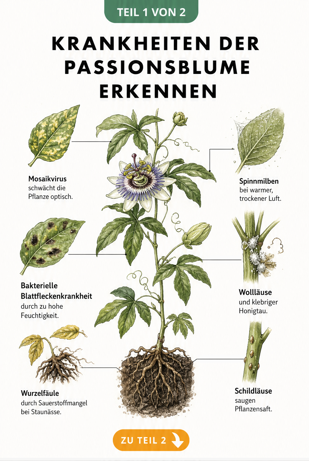 Illustration einer Passionsblume mit Schadbildern von Wurzelfäule, Blattfleckenkrankheit, Mosaikvirus, Spinnmilben, Wollläusen und Schildläusen