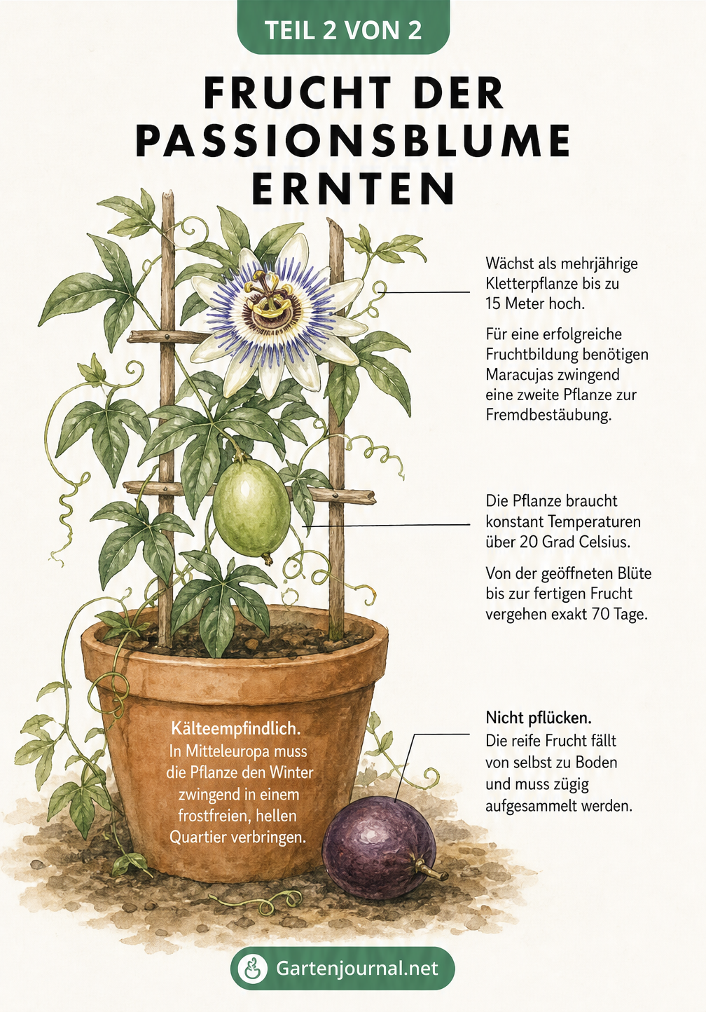 Illustration einer Passionsblume im Kübel mit reifer Frucht am Boden
