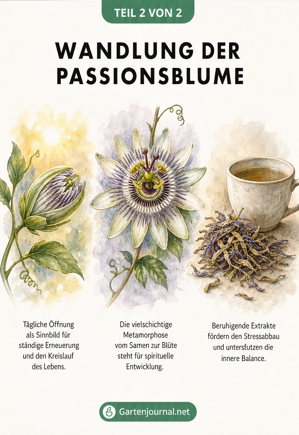 Aquarell-Darstellung der Passionsblume von der Knospe über die Blüte bis zum beruhigenden Tee