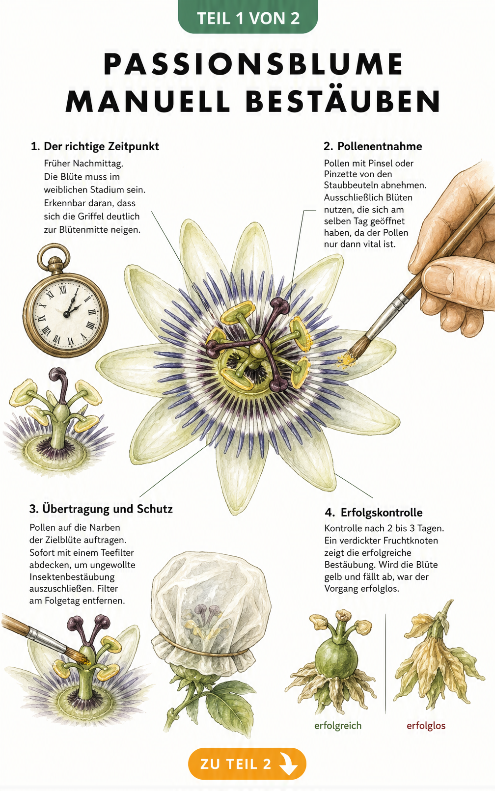 Illustration der manuellen Bestäubung einer Passionsblume in vier Schritten: Zeitpunkt, Pollenentnahme, Übertragung und Erfolgskontrolle.
