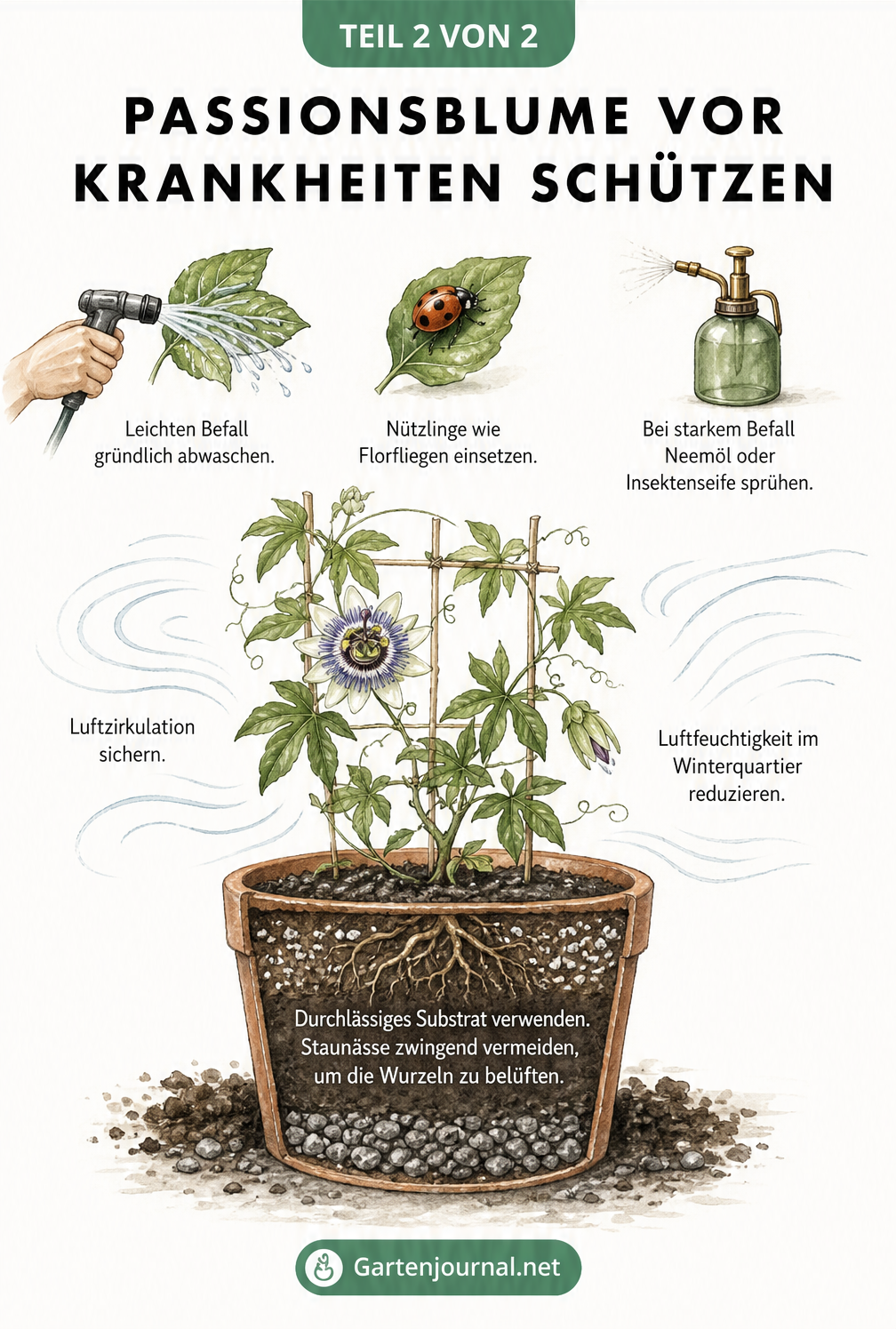 Schnittzeichnung einer Passionsblume im Topf mit Tipps zu durchlässigem Substrat, Luftzirkulation und Akutbehandlung bei Schädlingsbefall