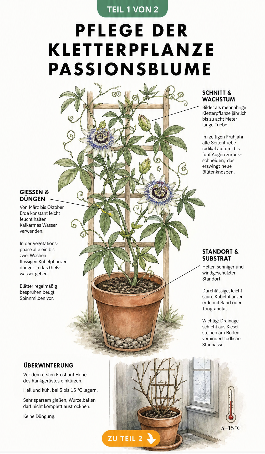 Botanische Illustration einer Passionsblume am Holzspalier mit Pflegetipps zu Standort, Gießen, Düngen, Schnitt und Überwinterung
