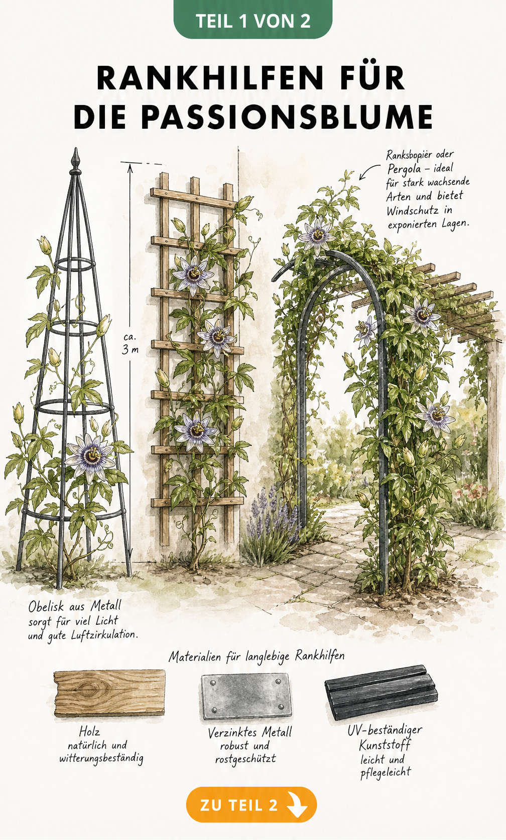Botanische Skizze einer Passionsblume, die an verschiedenen Rankhilfen wie Obelisk, Holzspalier und Rankbogen emporwächst.