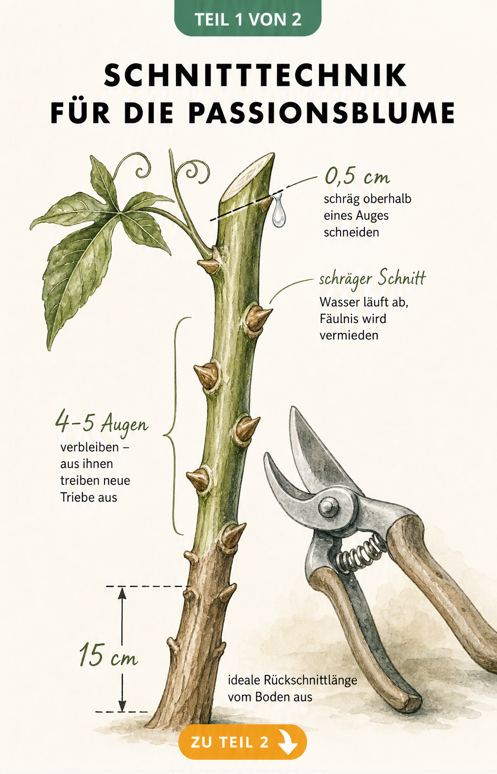 Botanische Illustration eines Passionsblumen-Triebes, die den exakten Schnittwinkel und Abstand zum Auge zeigt