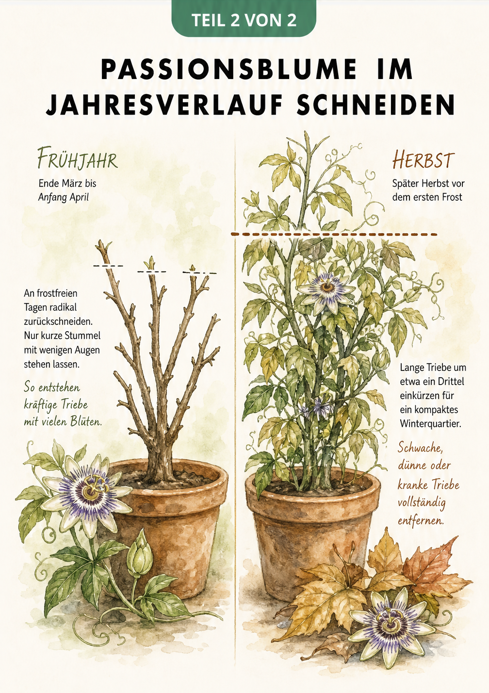 Zweigeteilte Aquarell-Illustration einer Passionsblume im Kübel, die den Rückschnitt im Frühjahr und Herbst vergleicht
