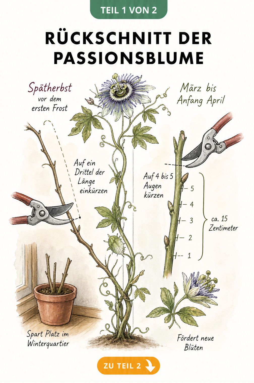 Illustration zum Rückschnitt der Passionsblume im Herbst und Frühjahr mit Schere und Trieben