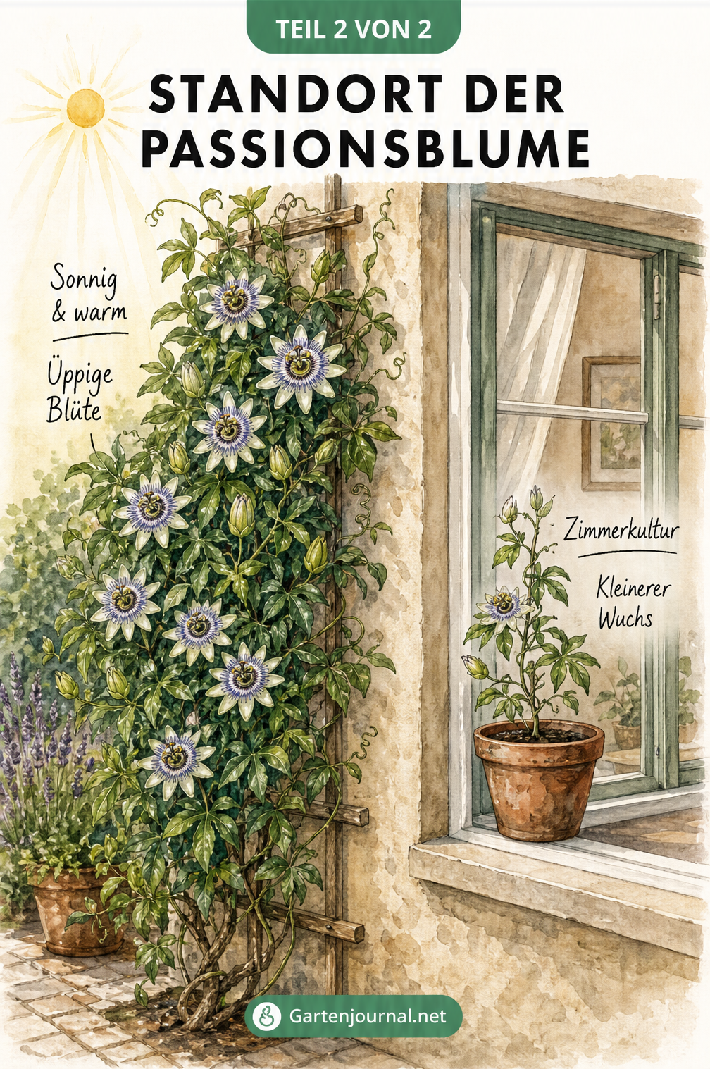 Vergleich des Standorts einer Passionsblume: Üppige Blüte im sonnigen Außenbereich gegenüber kleinerem Wuchs im Zimmer