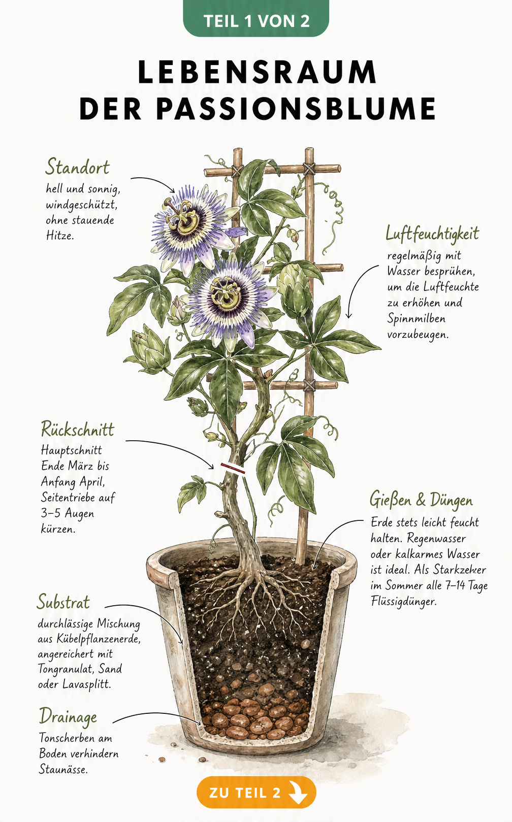 Botanische Illustration einer Passionsblume im Kübel mit Hinweisen zu Standort, Pflege und Substrat