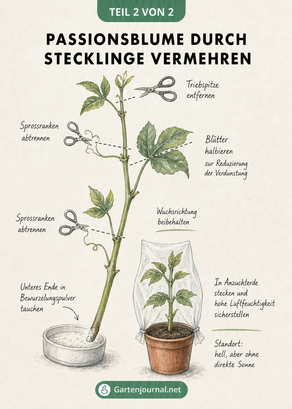 Skizze zur Vorbereitung eines Passionsblumen-Stecklings: Triebspitze entfernen, Blätter halbieren und in Bewurzelungspulver tauchen