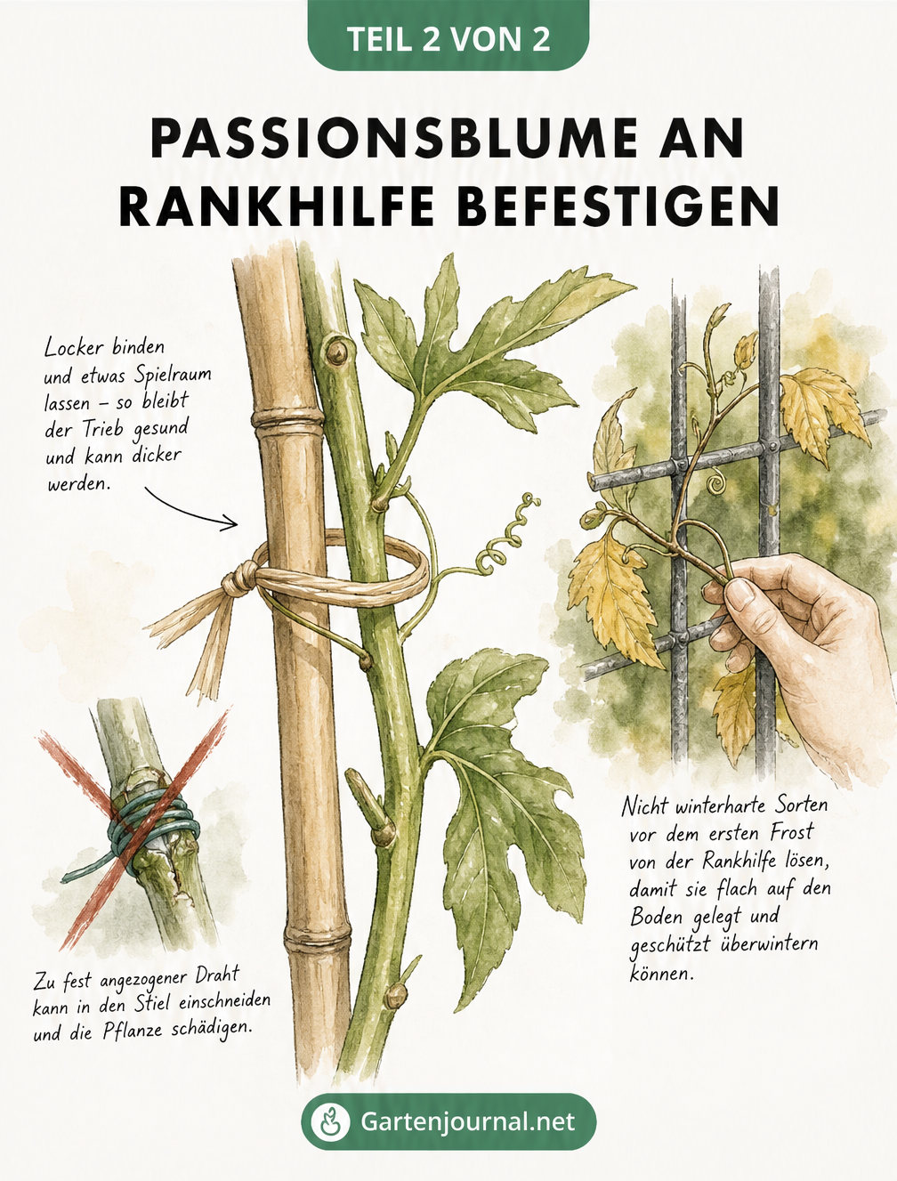 Detailzeichnung eines Passionsblumen-Triebs, der mit einer lockeren Bastschleife an einem Bambusstab befestigt ist.