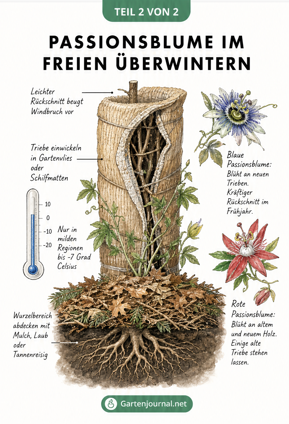 Skizze einer Passionsblume im Freien mit Winterschutz aus Mulch und Gartenvlies