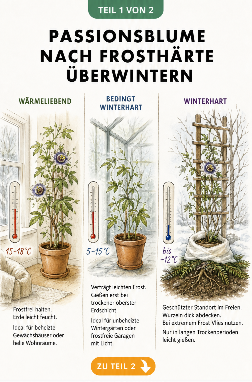 Illustration von drei Passionsblumen in verschiedenen Überwinterungsszenarien: wärmeliebend, bedingt winterhart und winterhart.