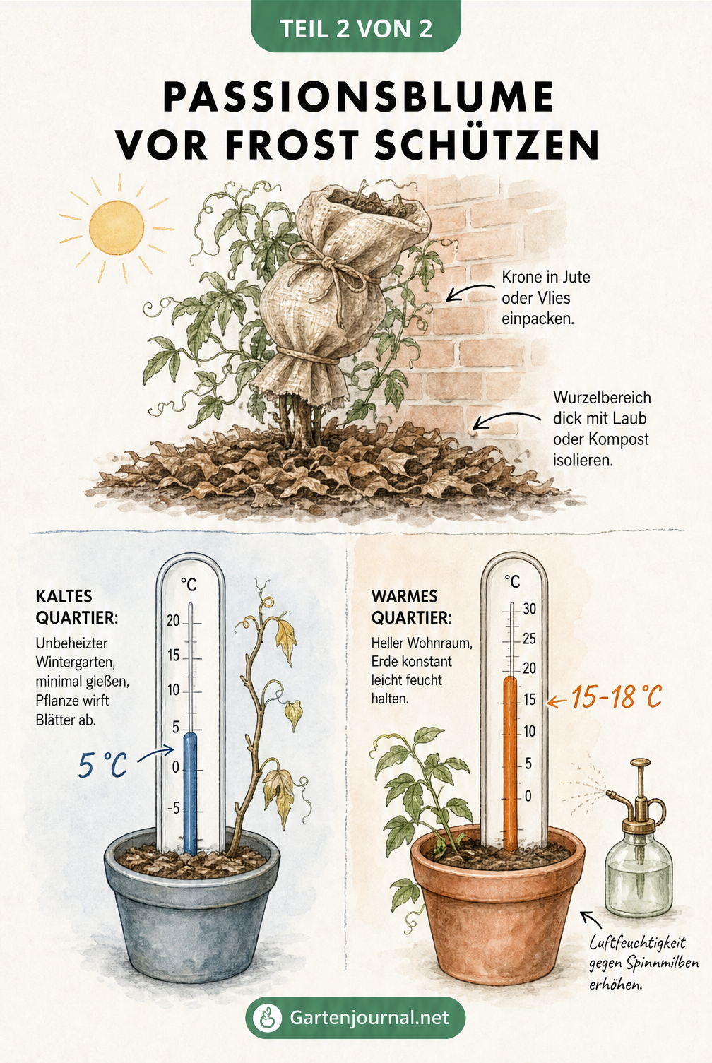 Illustration zum Frostschutz einer Passionsblume im Freiland und zur Überwinterung im Haus