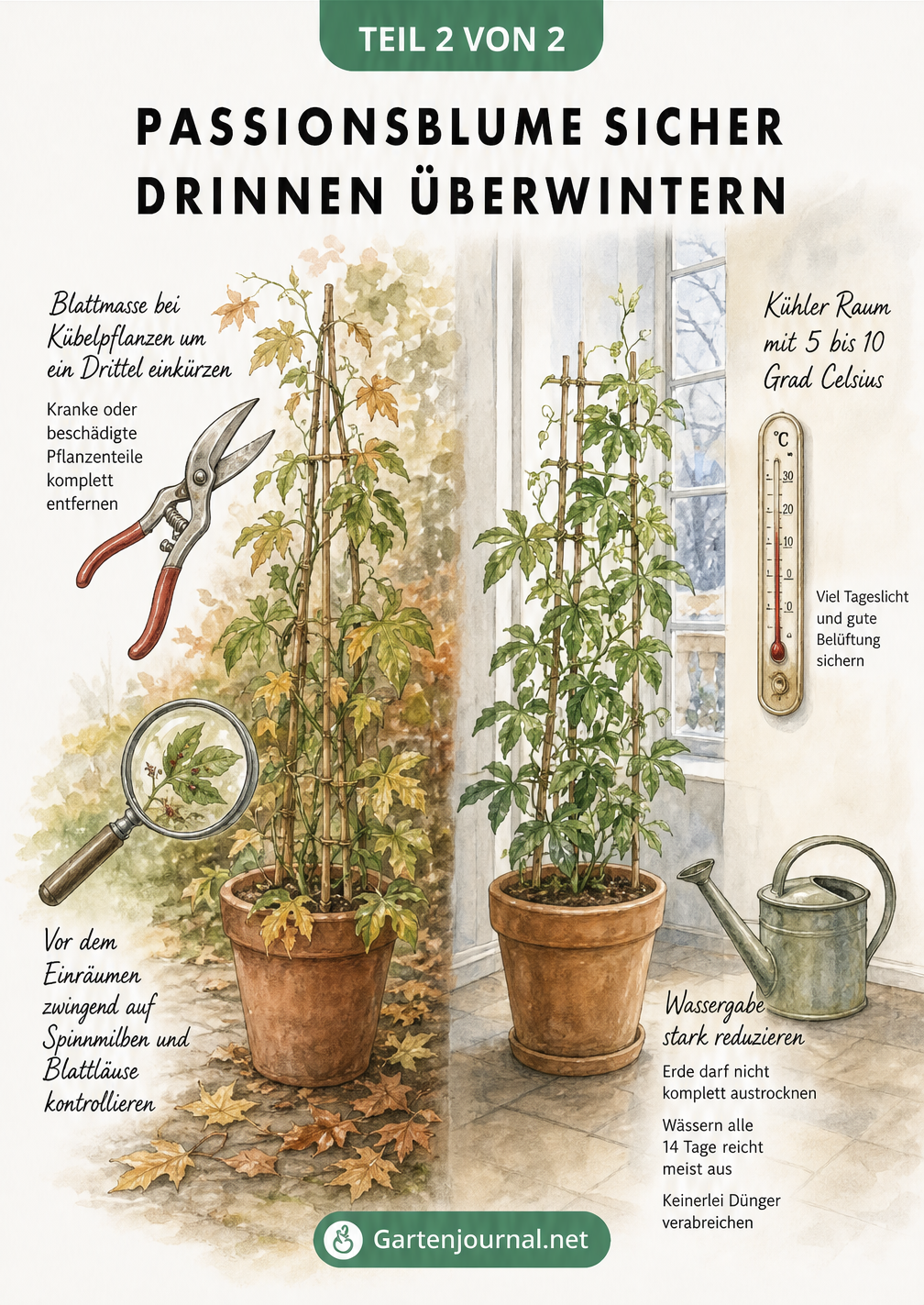 Aquarell-Illustration zur Überwinterung der Passionsblume, die den Rückschnitt im Herbst und den kühlen, hellen Winterstandort zeigt