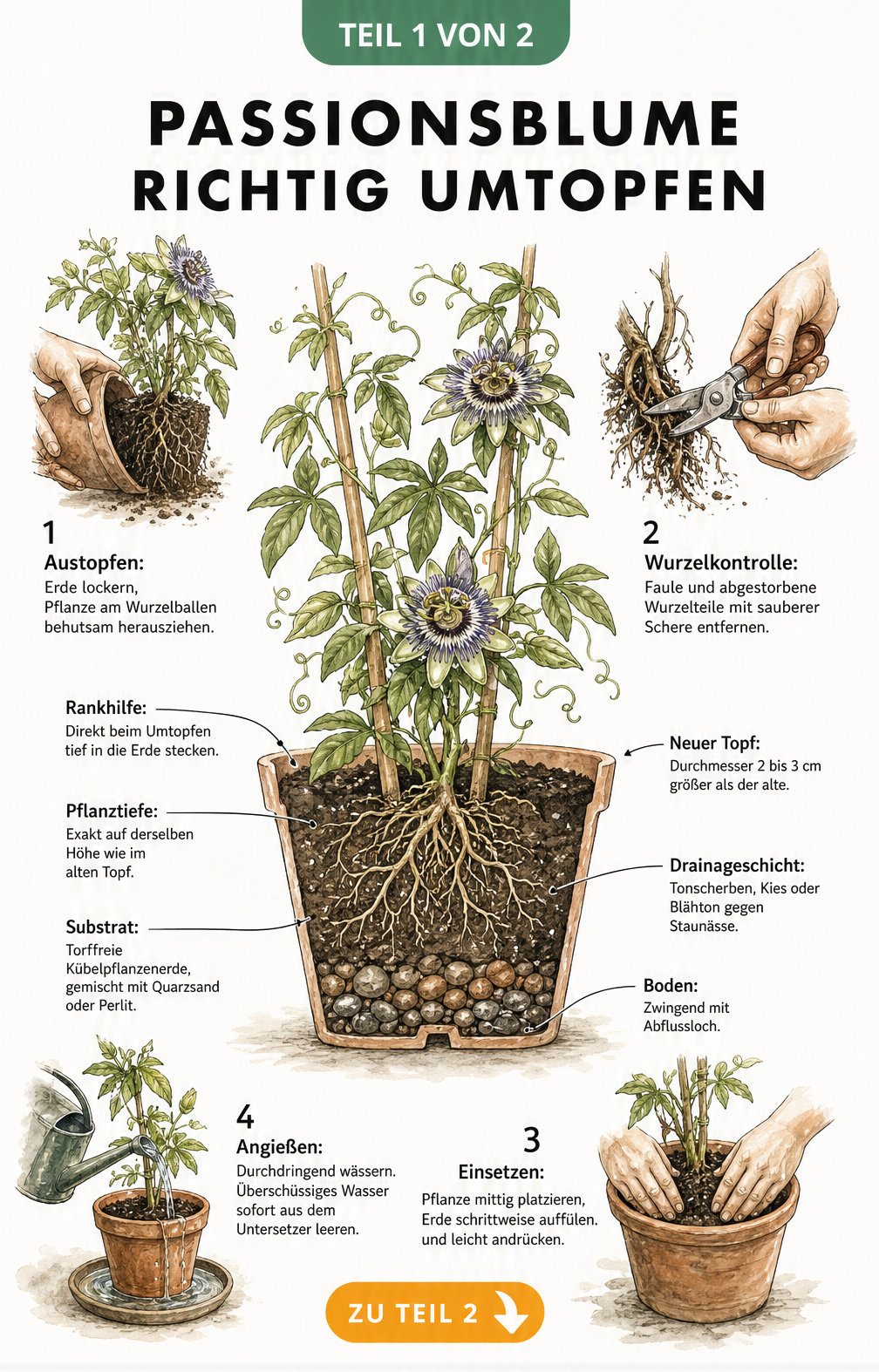 Querschnitt eines Blumentopfs mit Passionsblume, der den Aufbau von Drainageschicht, Substrat und Rankhilfe zeigt, umgeben von vier Vignetten zu den...