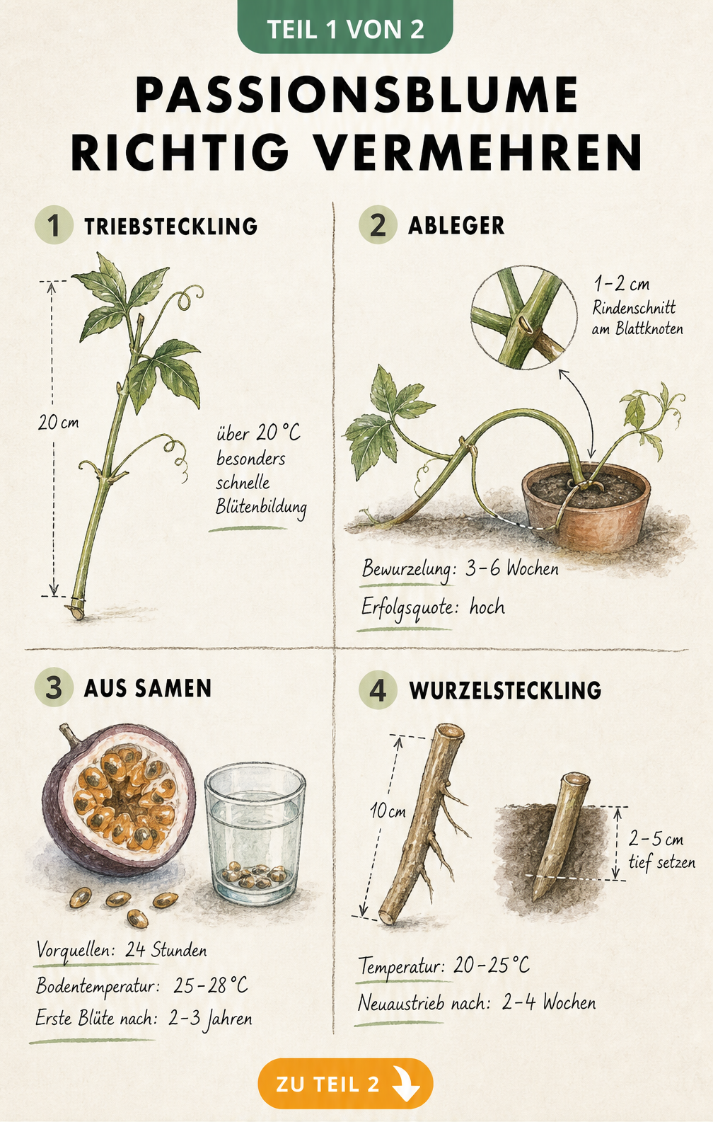 Botanische Lehrtafel mit vier Methoden zur Vermehrung der Passionsblume: Stecklinge, Absenker, Aussaat und Wurzelschnittlinge