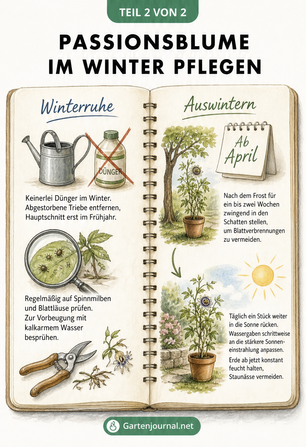Gezeichnetes Notizbuch mit Pflegetipps für die Passionsblume im Winter und beim Auswintern im Frühjahr.