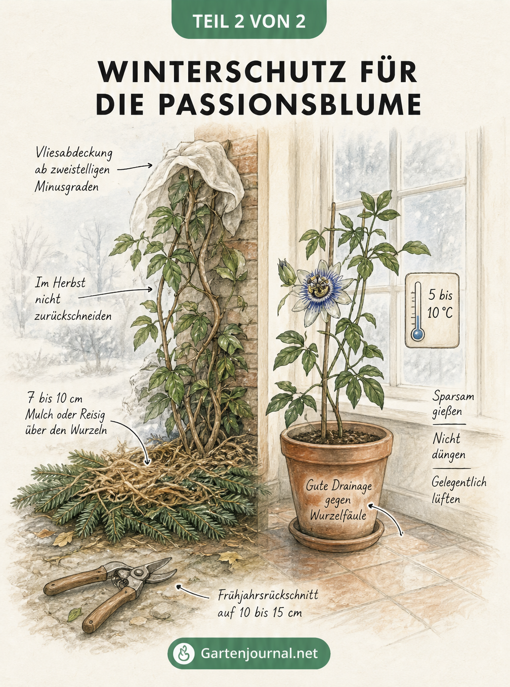 Querschnitt-Zeichnung einer Hauswand mit Passionsblume im Freien unter Vlies und Mulch sowie einer Pflanze im kühlen Innenraum