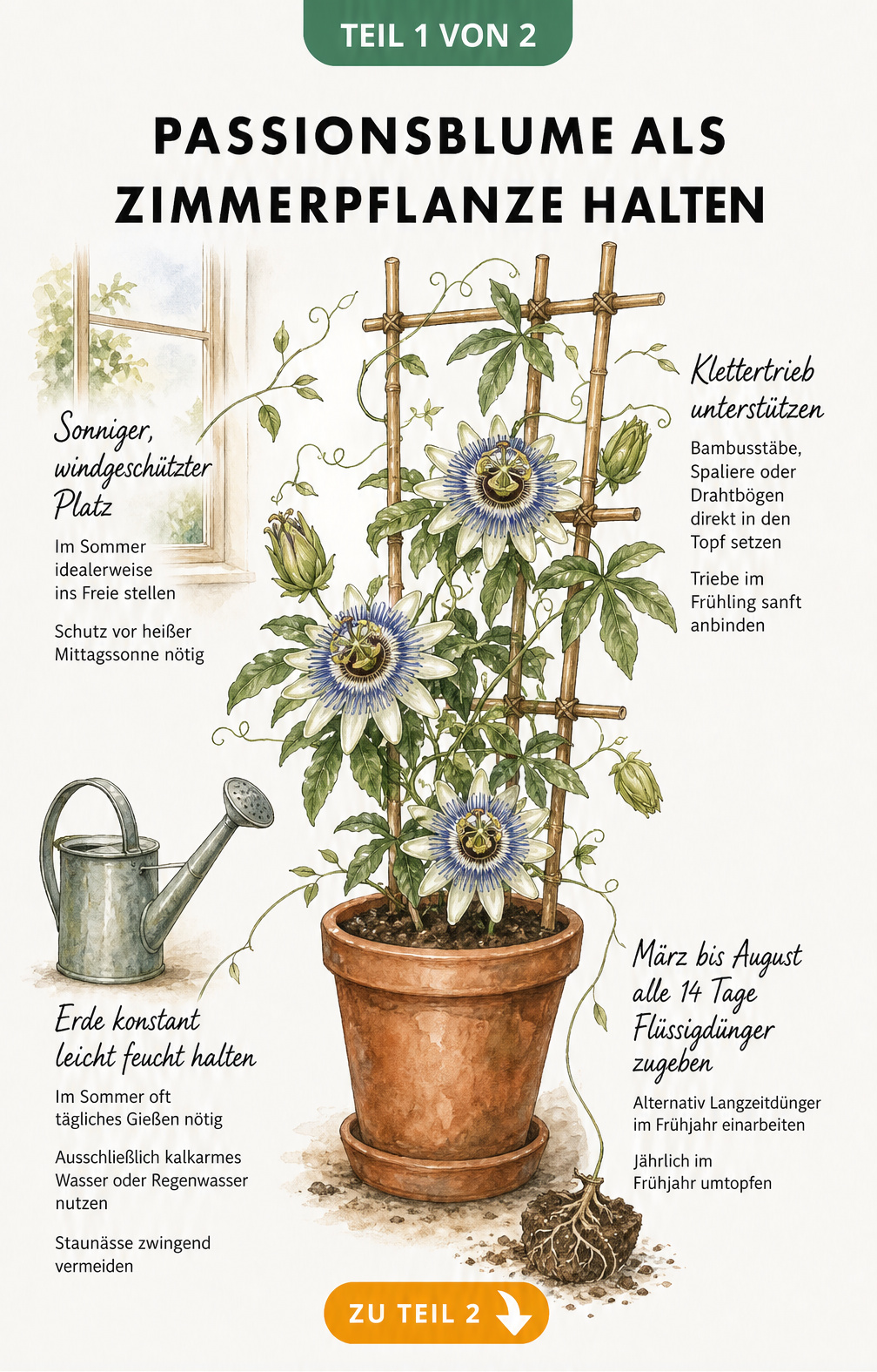 Botanische Illustration einer Passionsblume im Terrakotta-Topf mit Bambusspalier und Pflegetipps für Standort, Gießen und Düngen