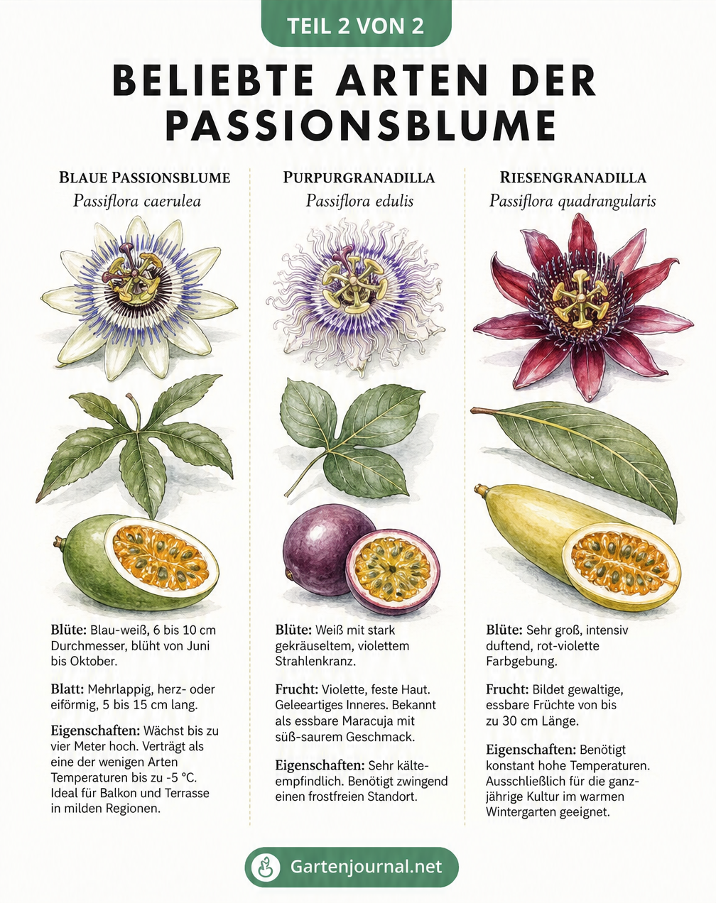 Botanische Gegenüberstellung von drei Passionsblumen-Arten: Blaue Passionsblume, Purpurgranadilla und Riesengranadilla mit Blüten, Blättern und Früchten