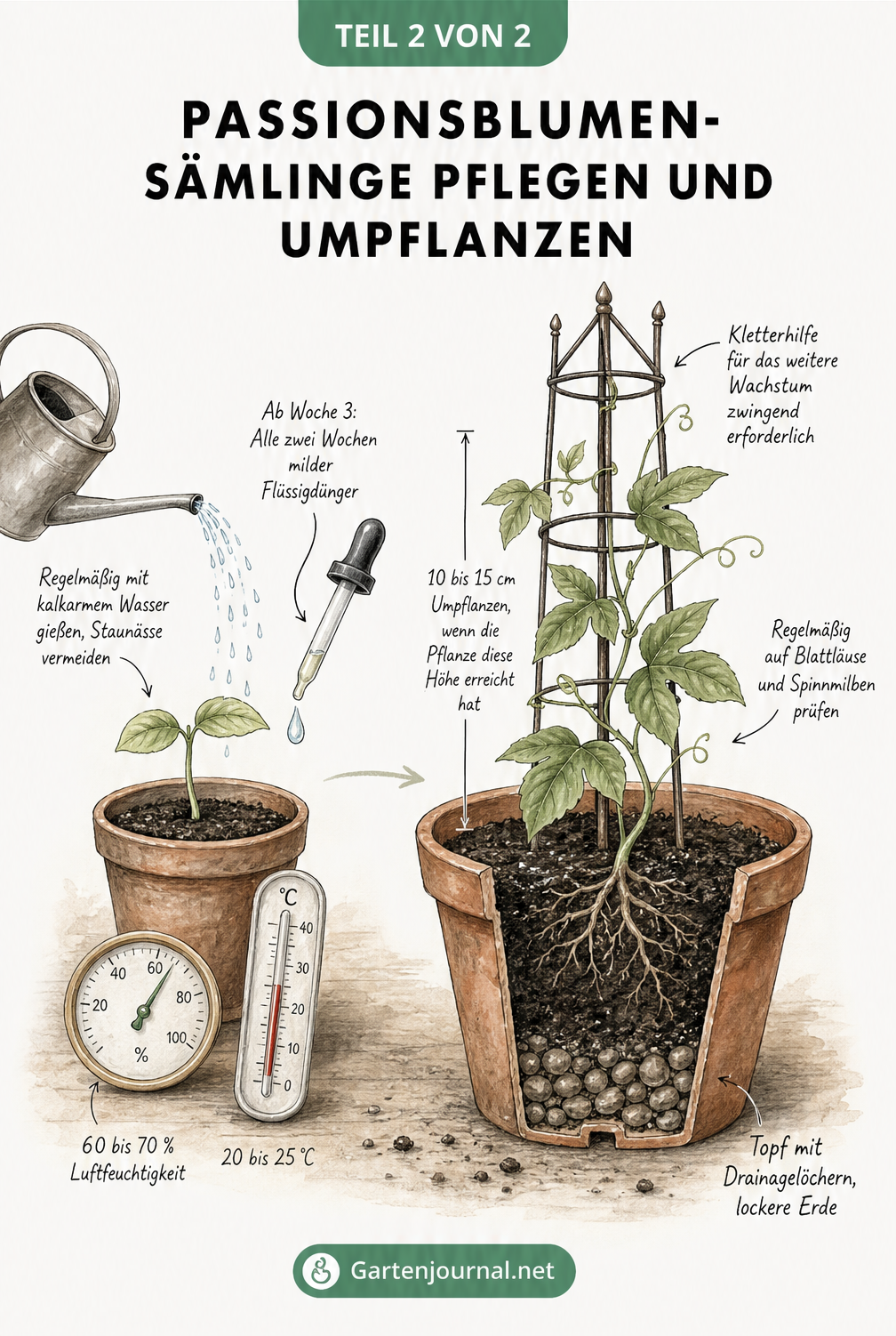 Entwicklung eines Passionsblumen-Sämlings zur Jungpflanze im Terrakottatopf mit Rankgerüst