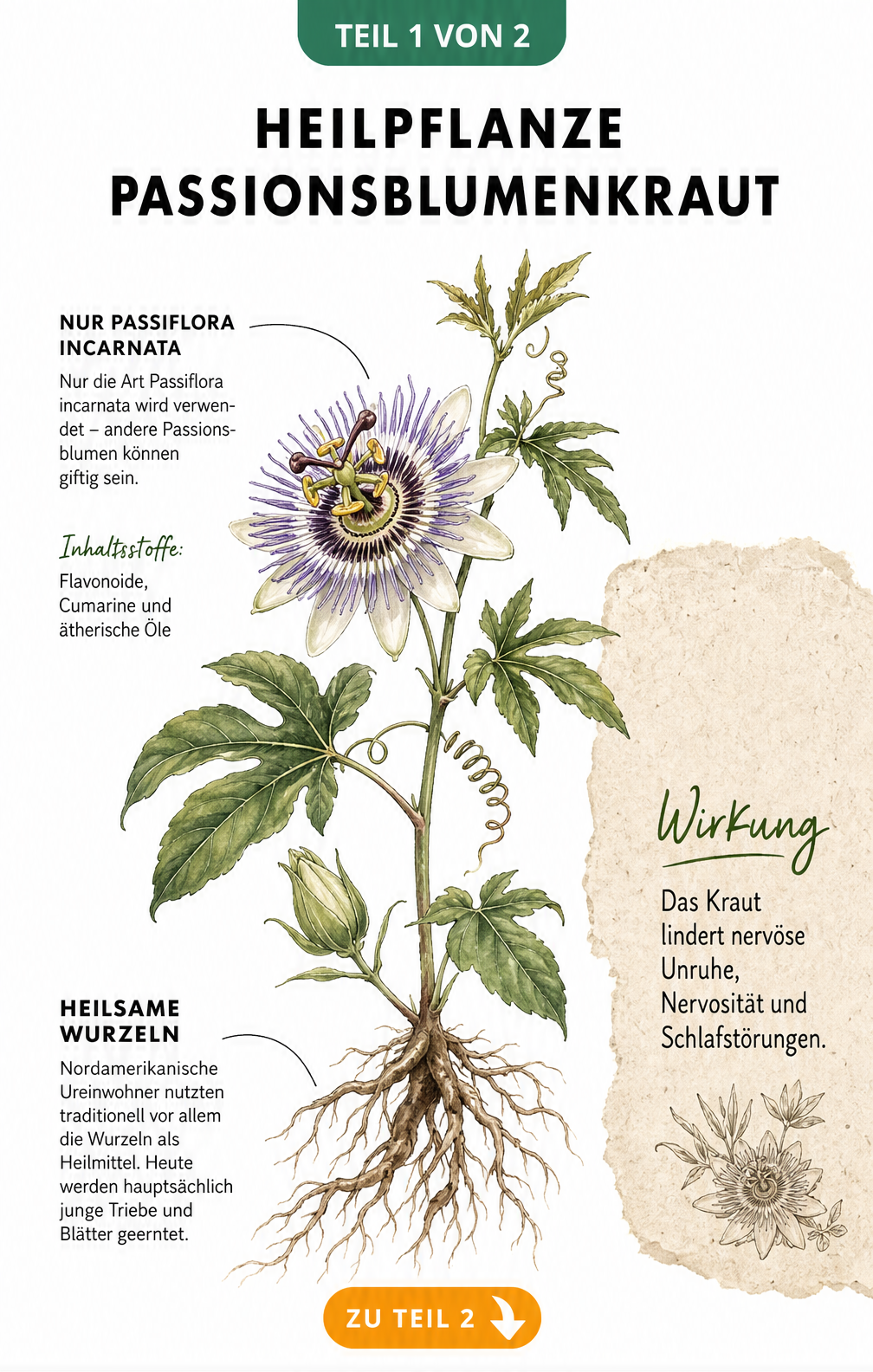 Botanische Illustration der Fleischfarbenen Passionsblume mit Blüte, Blättern und Wurzeln sowie Erklärungen zur Heilwirkung