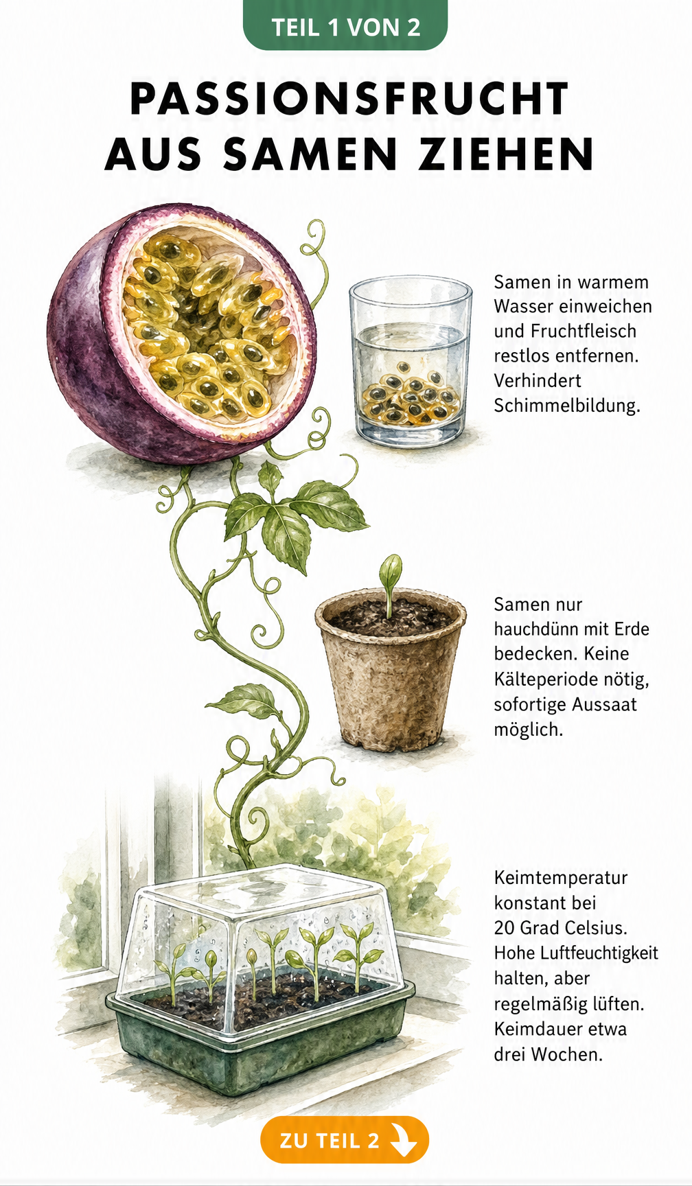 Handgezeichnete Illustration einer halbierten Passionsfrucht mit Samen im Wasserglas und Anzuchttopf