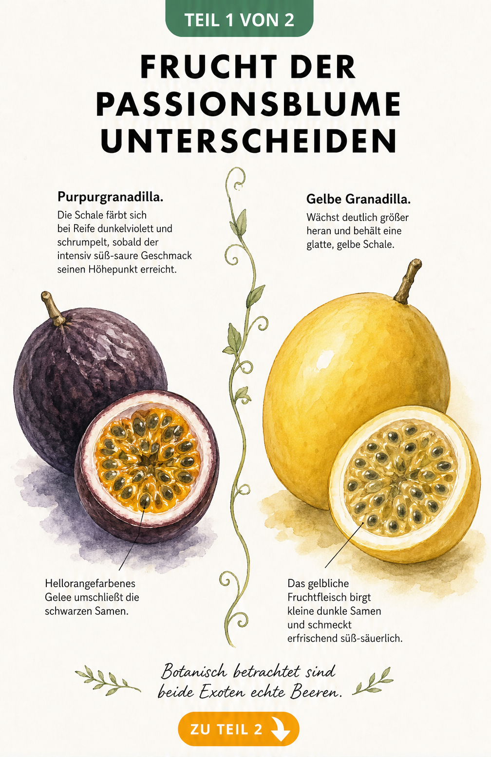 Botanische Illustration der Passionsfrucht und Maracuja im Vergleich
