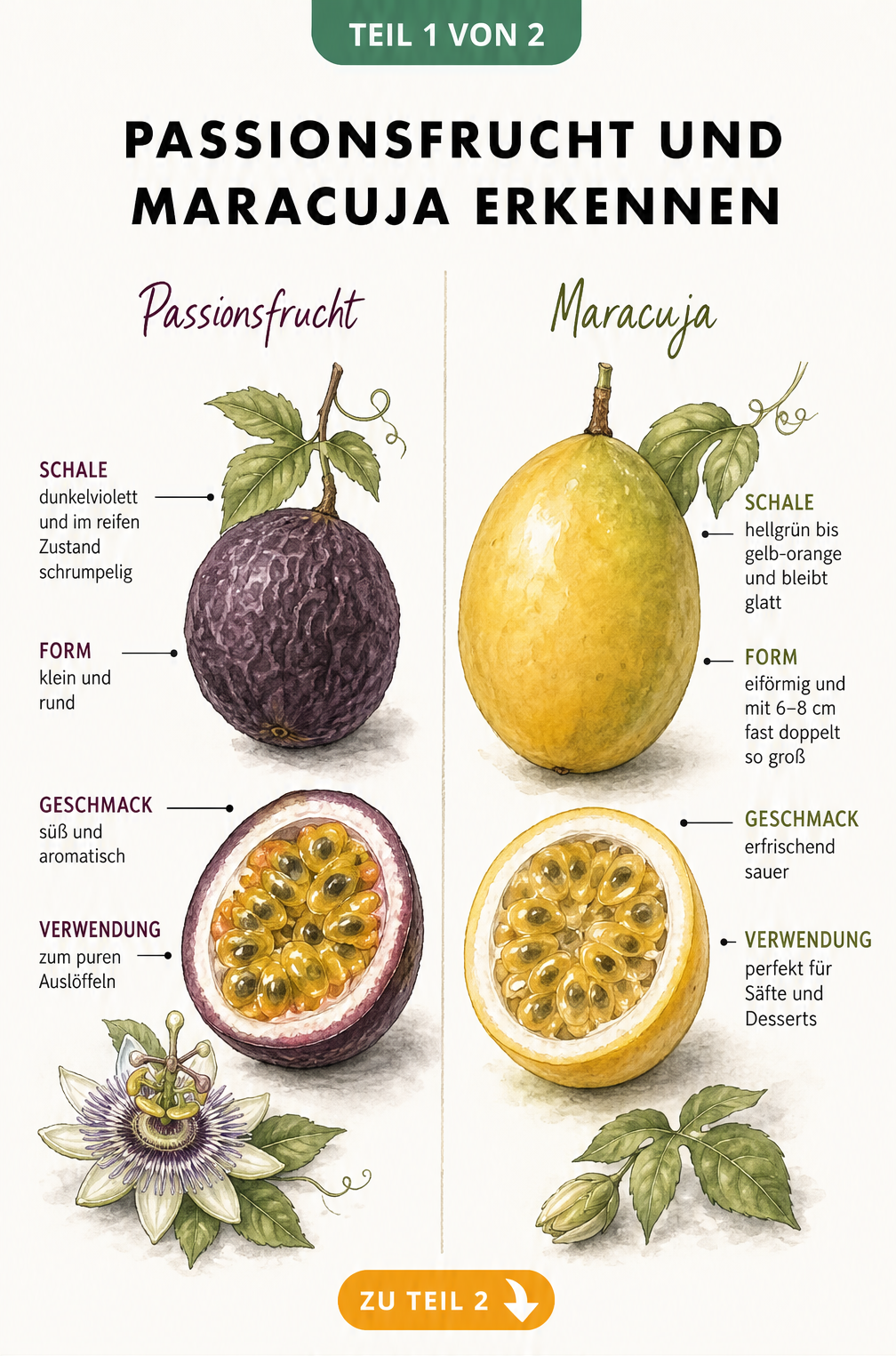 Botanische Illustration von Passionsfrucht und Maracuja im Vergleich, mit Merkmalen zu Schale, Form und Geschmack.