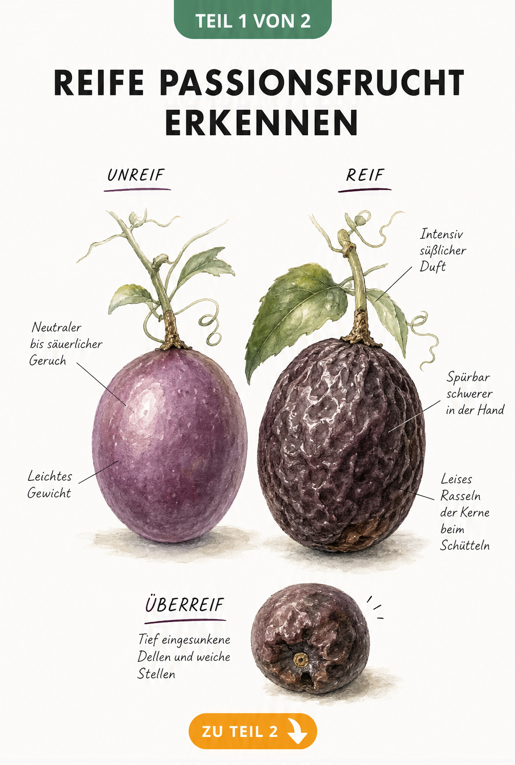 Botanische Illustration einer unreifen und einer reifen Passionsfrucht im direkten Vergleich