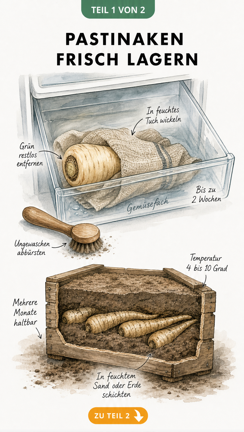 Illustration zur Lagerung von Pastinaken im Kühlschrank und im Sandkeller
