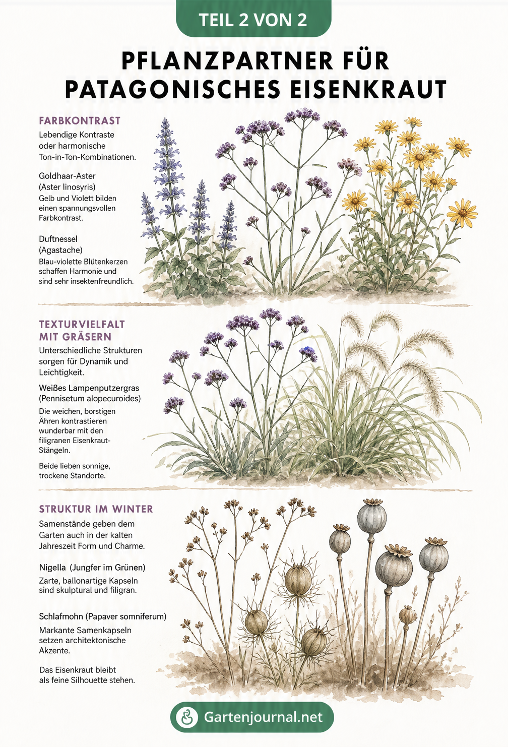 Botanische Illustration von Patagonischem Eisenkraut in Kombination mit Goldhaar-Aster, Duftnessel, Weißem Lampenputzergras, Nigella und Schlafmohn