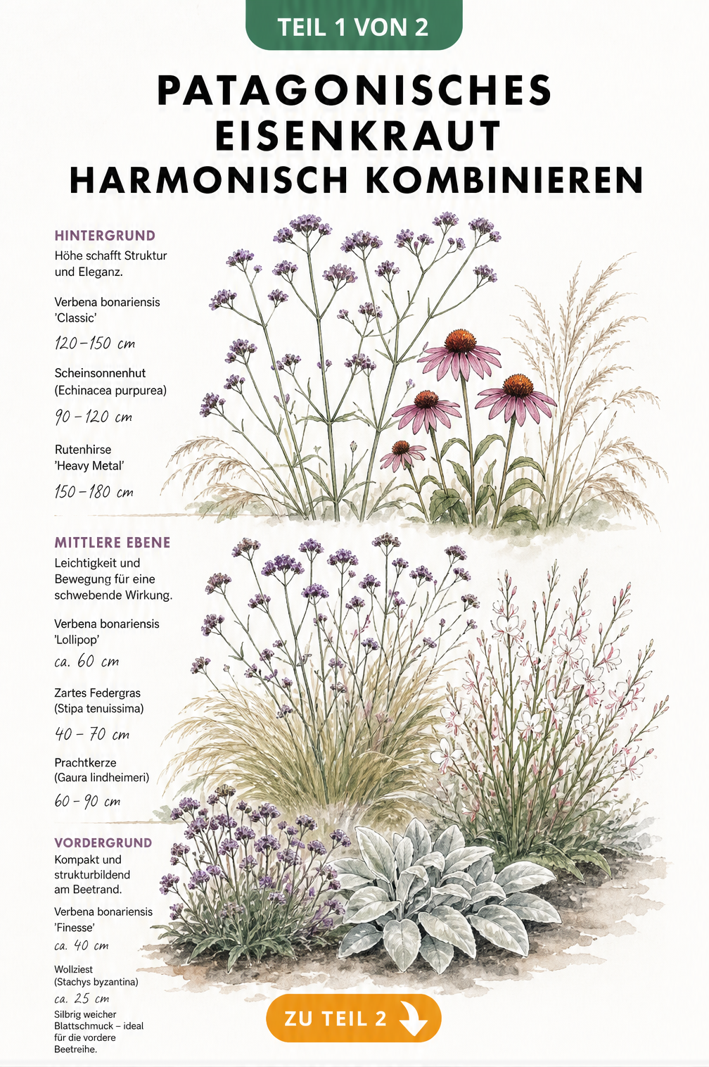 Illustration eines Staudenbeets mit Patagonischem Eisenkraut, Wollziest, Zartem Federgras, Prachtkerze, Scheinsonnenhut und Rutenhirse in drei Höhenebenen