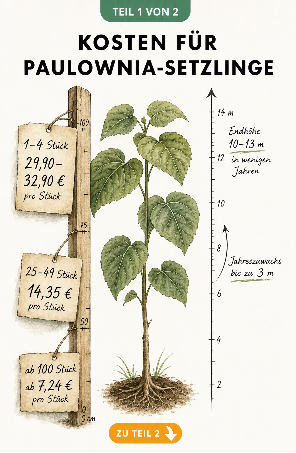 Historische botanische Lehrtafel mit Illustration eines Paulownia-Setzlings, Messlatte mit gestaffelten Preisen nach Menge und Skala zum schnellen Wachstum bis...