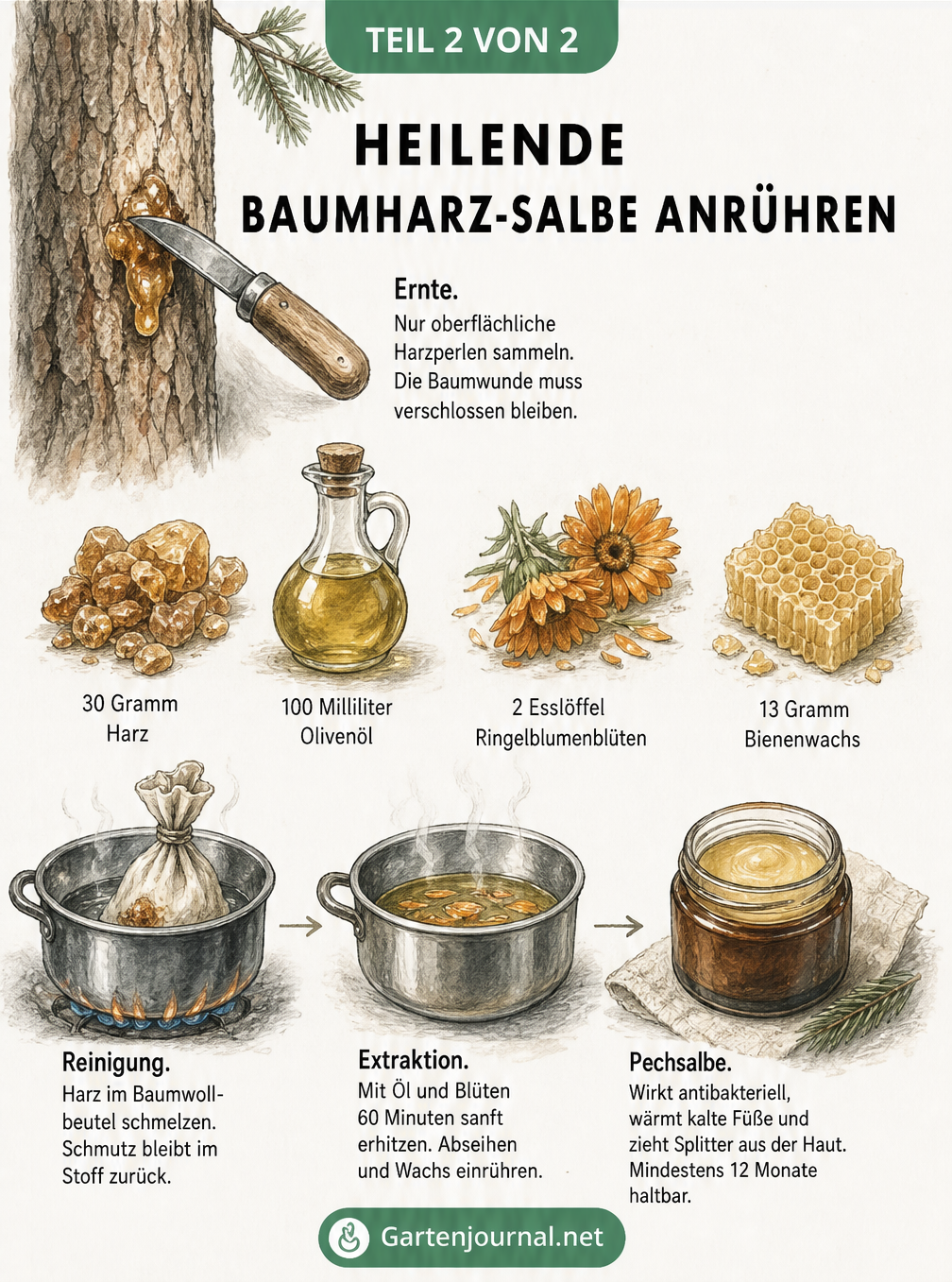 Rezept-Illustration zur Herstellung einer heilenden Pechsalbe aus Baumharz, Olivenöl, Ringelblumen und Bienenwachs.