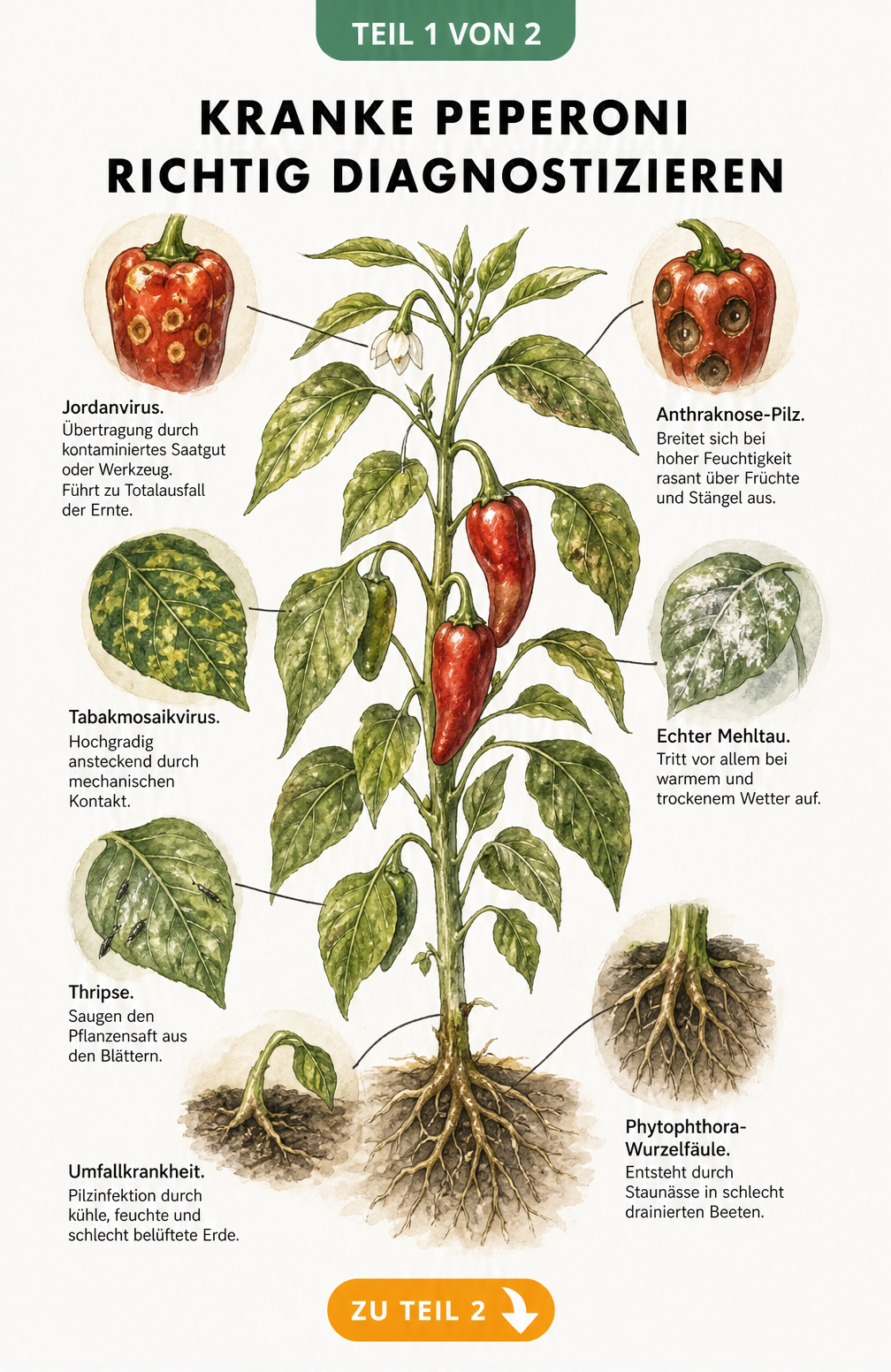 Botanische Illustration einer Peperoni-Pflanze mit Detailzeichnungen von Krankheitssymptomen wie Jordanvirus, Anthraknose, Tabakmosaikvirus, Echtem Mehltau,...