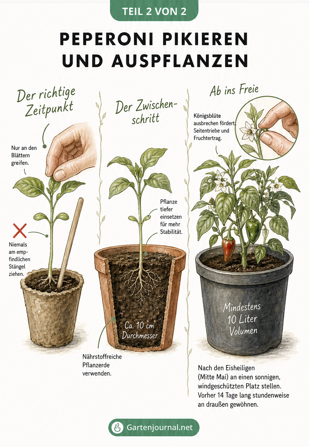 Illustration der Entwicklung einer Peperoni-Pflanze vom Pikieren des Sämlings bis zum Auspflanzen in einen großen Kübel
