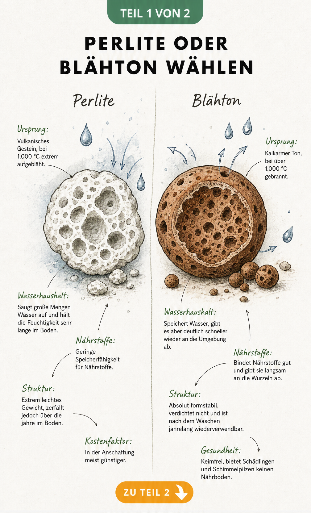 Querschnitt von Perlite und Blähton im Vergleich mit Erklärungen zu Wasserhaushalt und Struktur