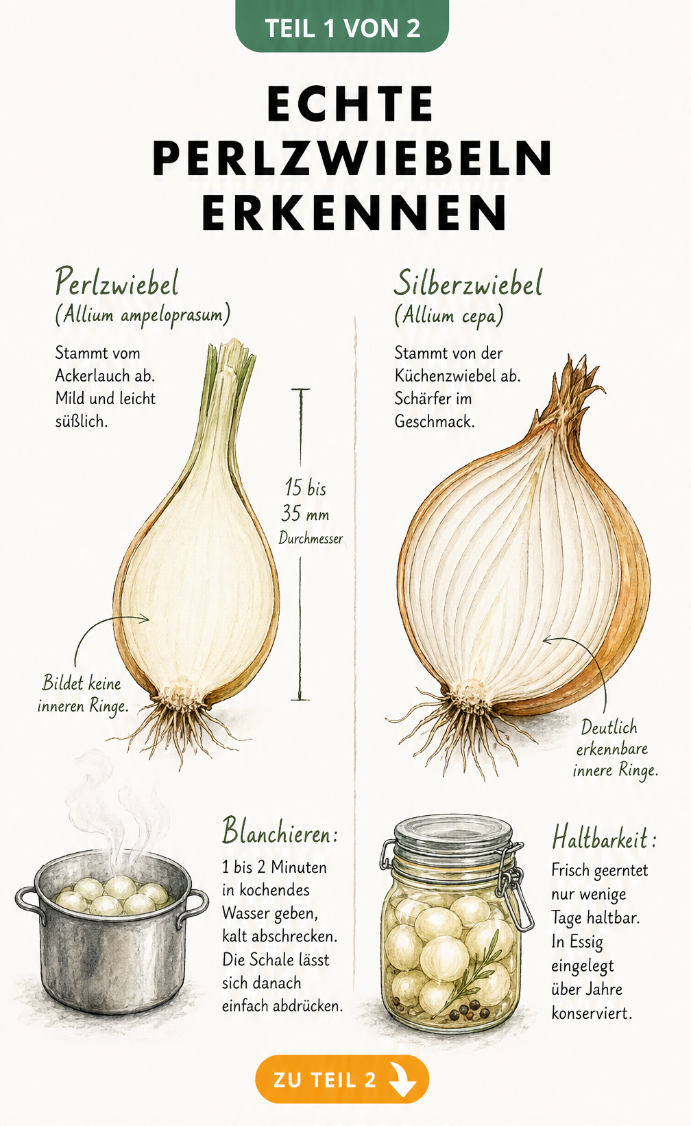 Botanische Zeichnung einer echten Perlzwiebel im Vergleich zu einer Silberzwiebel mit Hinweisen zu Geschmack und Verarbeitung