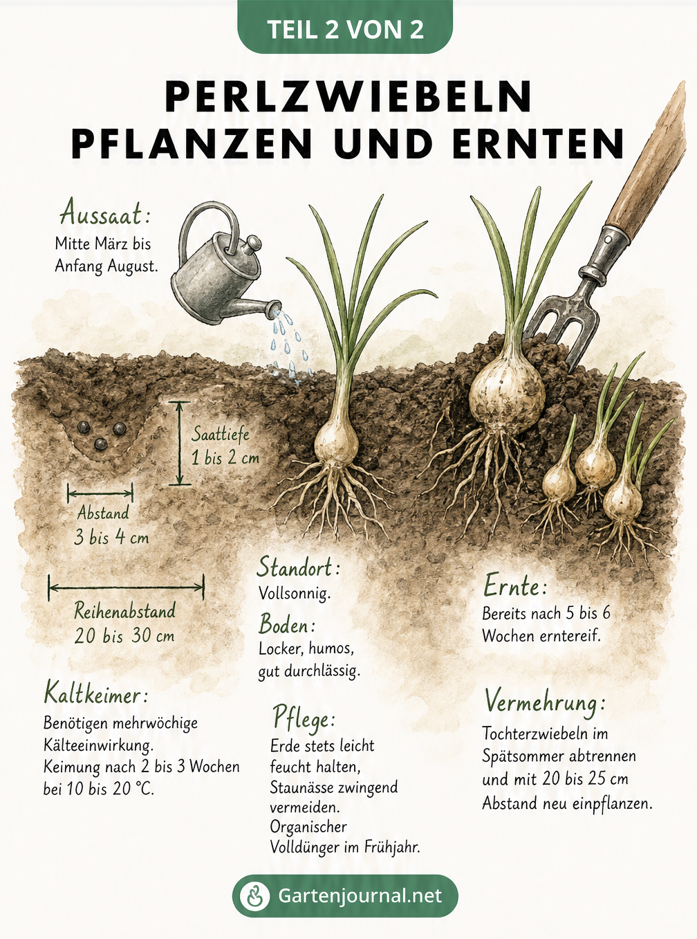 Zeichnung eines Erdschnitts, der die Aussaat, das Wachstum und die Ernte von Perlzwiebeln zeigt