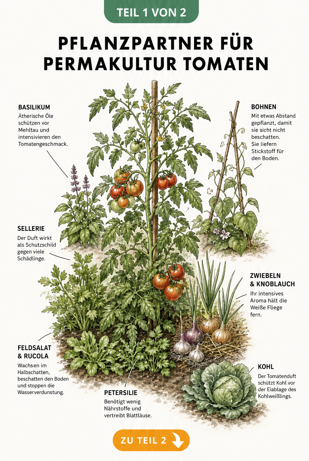 Botanische Illustration eines Tomatenstrauchs mit Begleitpflanzen wie Feldsalat, Petersilie, Zwiebeln, Bohnen und Basilikum im Permakultur-Beet.