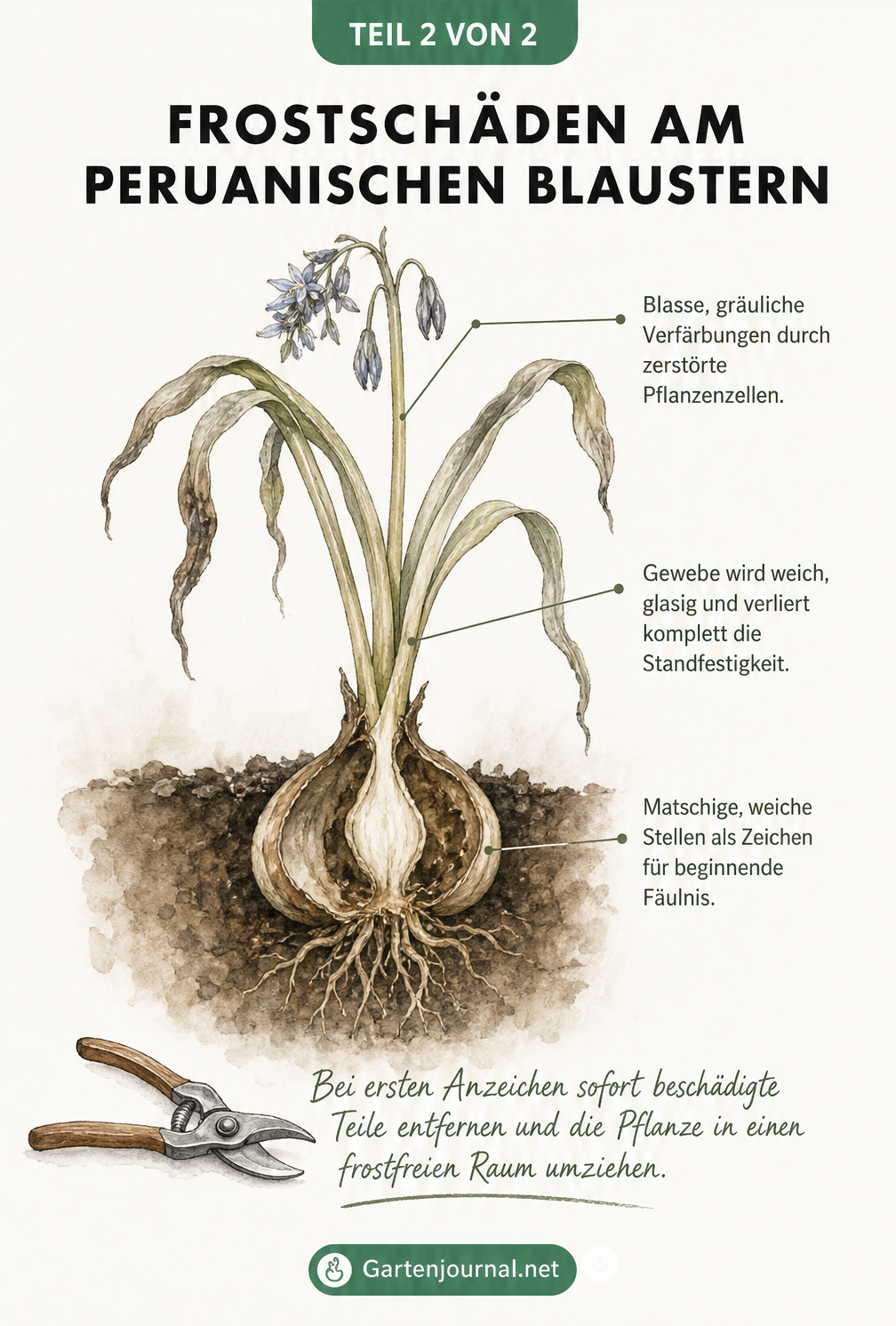 Botanische Illustration von Frostschäden am Peruanischen Blaustern