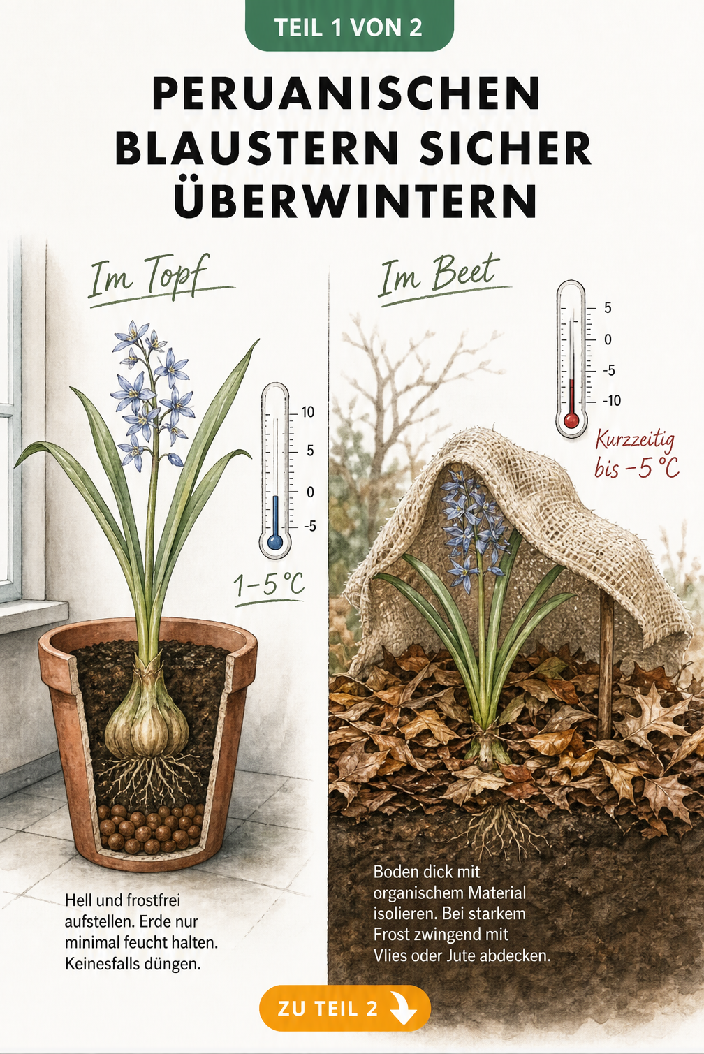 Schnittgrafik zur Überwinterung des Peruanischen Blausterns im Topf und im Beet