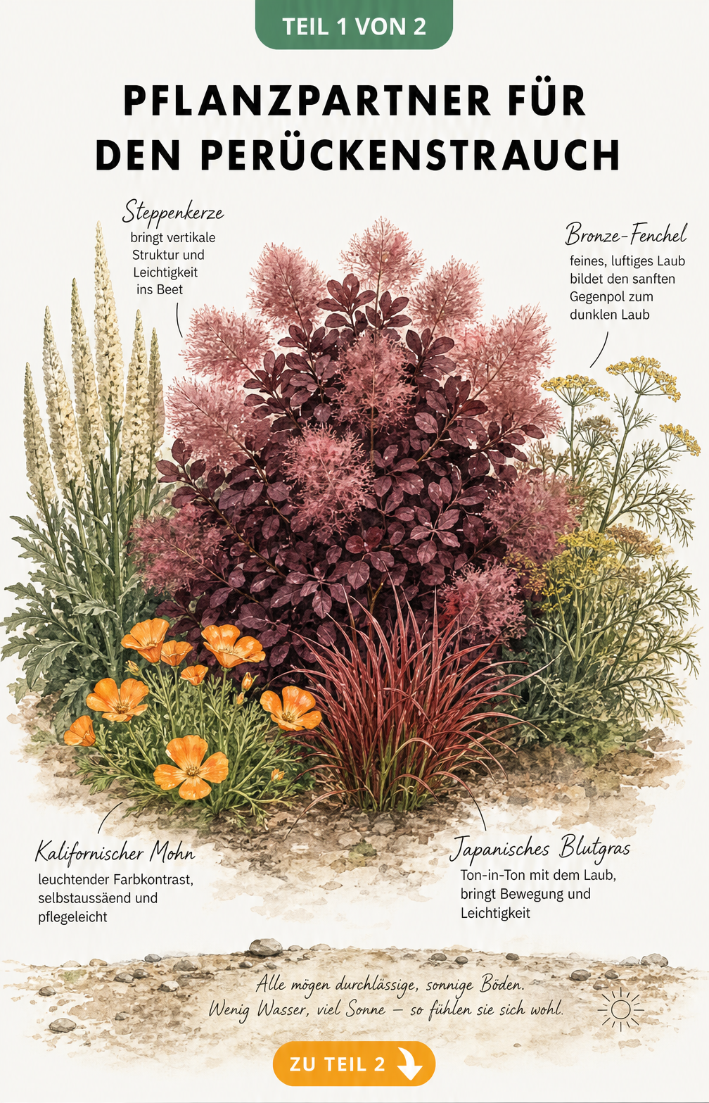 Botanische Illustration eines Perückenstrauchs mit Pflanzpartnern wie Kalifornischer Mohn, Japanisches Blutgras, Steppenkerze und Bronze-Fenchel im sonnigen...